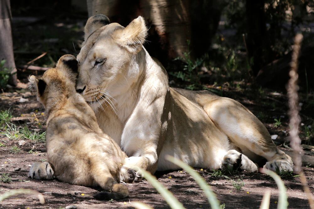Leones de Africam Safari
