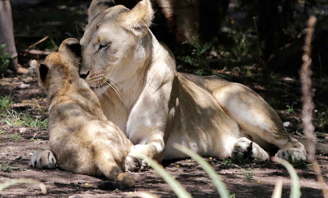 Leones de Africam Safari