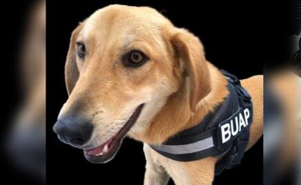 Carolino, el perrito que trabaja en la Facultad de Filosofía y Letras de la BUAP 