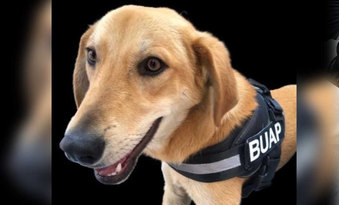 Te presentamos a Carolino de la BUAP, un guardia muy perrón | Foto: Instagram Carolino BUAP