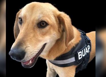 Carolino, el perrito que trabaja en la Facultad de Filosofía y Letras de la BUAP