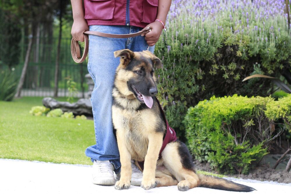 Si tienes mascota, te puede ayudar mucho el adiestramiento canino | EsImagen