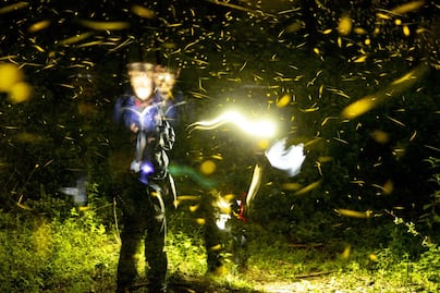 Santuario de las Luciérnagas reabre reservaciones para temporada de avistamientos 2021