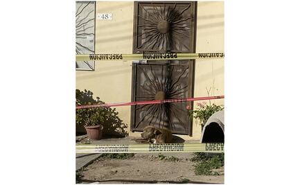 Perro de Lourdes Maldonado la sigue esperando en su puerta