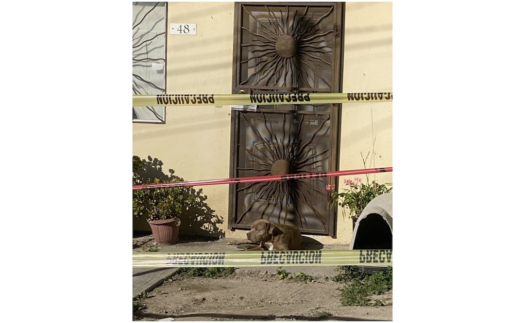 Perro de Lourdes Maldonado la sigue esperando en su puerta. Foto: Cortesía