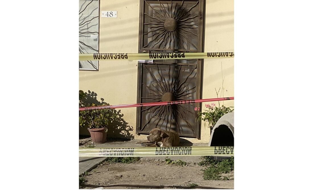 Perro de Lourdes Maldonado la sigue esperando en su puerta. Foto: Cortesía