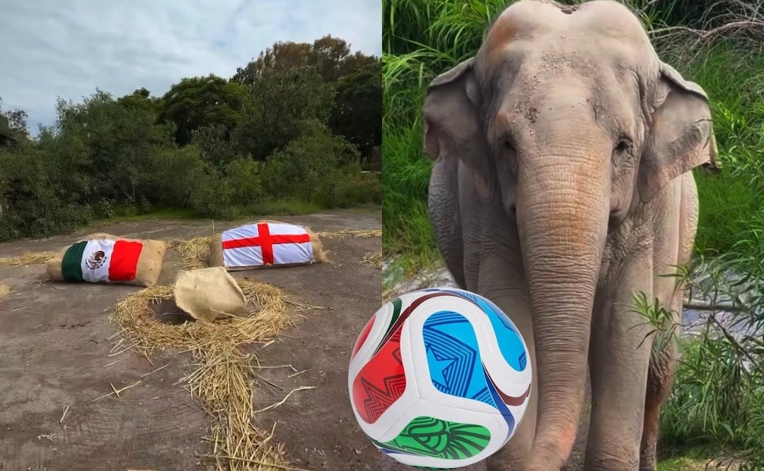 Así realizó su predicción el elefante de Africam Safari previo México vs Inglaterra | Foto: Captura de video/RRSS