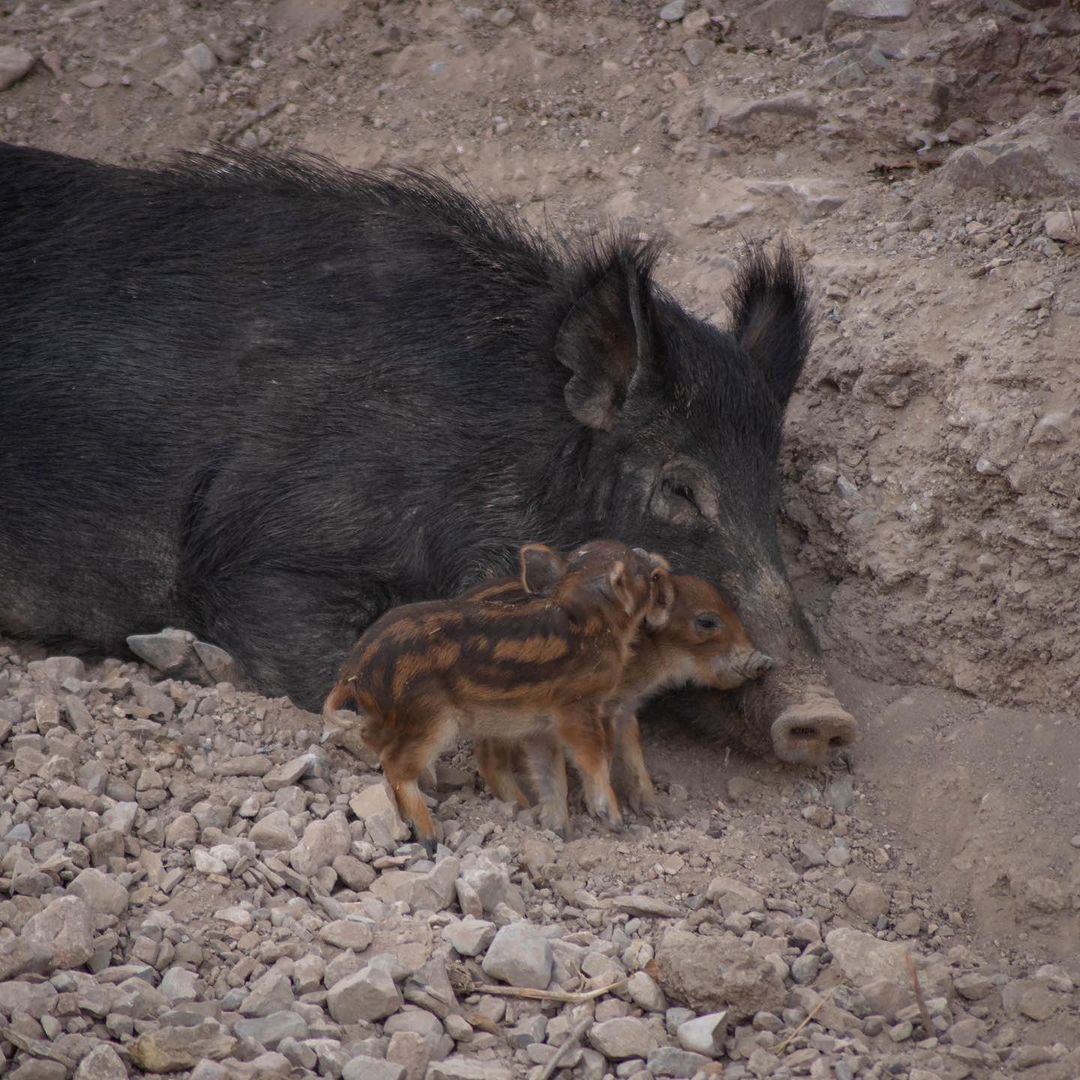 Recién nacieron dos jabatos en el parque de conservación Africam Safari | Foto: Africam Safari