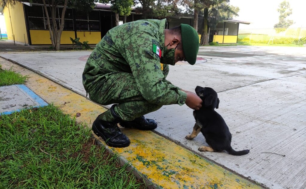 En Santa Lucía, Ejército habilita refugio para perritos callejeros