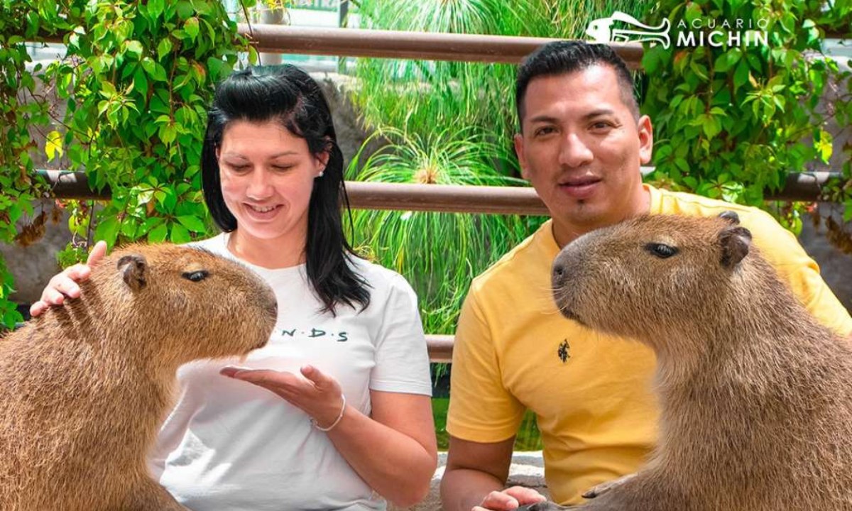 ¿Buscas convivir con capibaras? Estos son los mejores lugares en Puebla