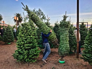 ¿Dónde está permitido ir a cortar un árbol de Navidad en Puebla?