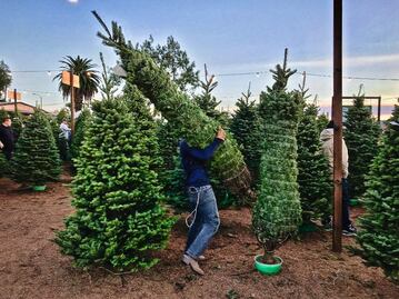 ¿Dónde está permitido ir a cortar un árbol de Navidad en Puebla?