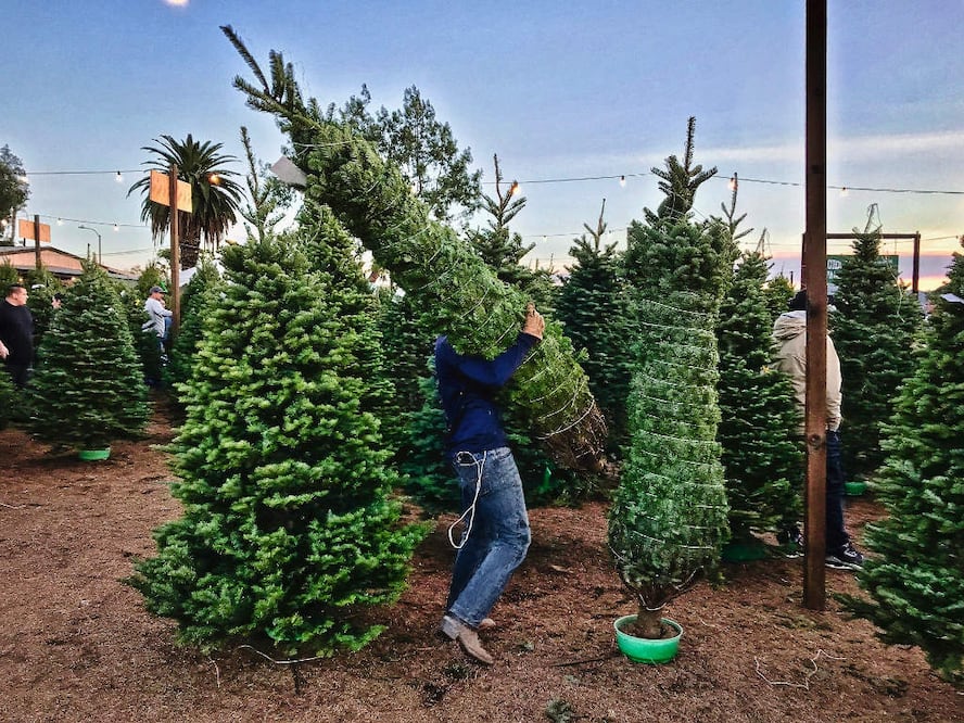 Esta experiencia se convierte en una excelente opción para disfrutar de la temporada navideña en familia, combinando la compra del árbol con la oportunidad de saborear la gastronomía local y vivir un día al aire libre.
Foto: Producción El Universal Puebla