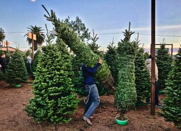 ¿Dónde está permitido ir a cortar un árbol de Navidad en Puebla?