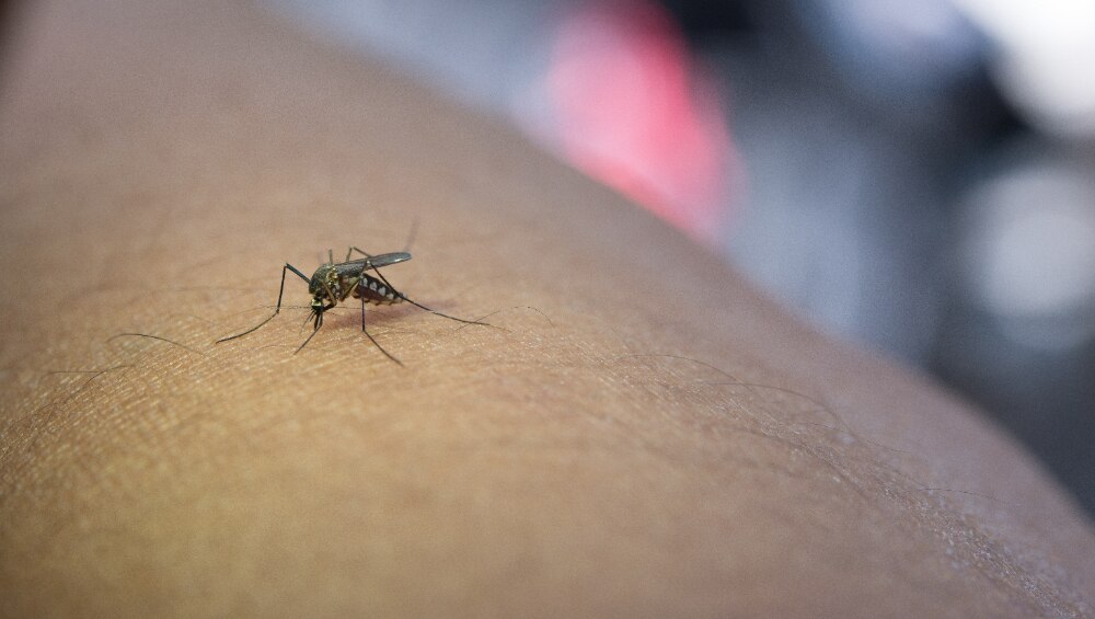 Alerta por dengue en Puebla, aumentan los casos en la entidad