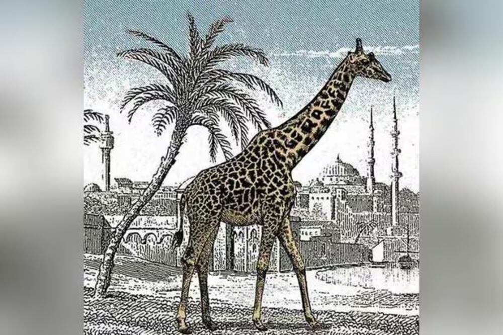 Los tests de personalidad ayudan a descubrir qué atrae a las personas y los test de agilidad ayudan a nuestra capacidad mental. 

Foto: Producción El Universal Puebla