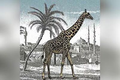 Solo una persona con vista de águila puede encontrar la segunda jirafa en solo 5 segundos