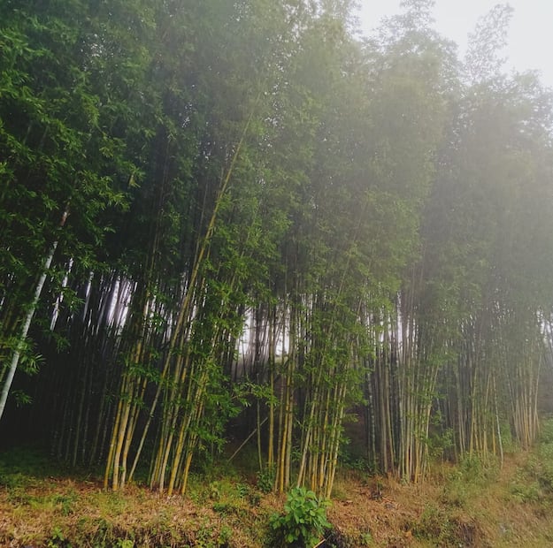 Foto: Facebook EL BAMBUSAL