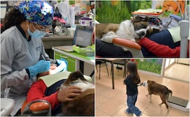 Proporciona BUAP tratamiento dental especializado a menores de edad