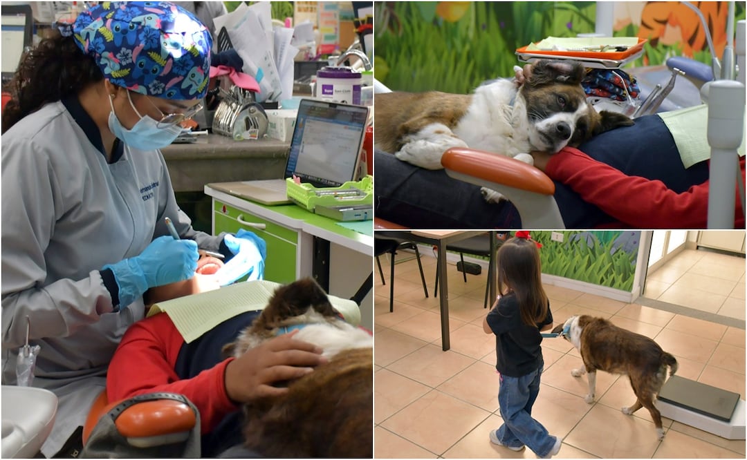 La BUAP ofrece atención dental infantil con tecnología, estándares de calidad y costos accesibles para apoyar la salud bucal de niñas, niños y adolescentes | Foto: BUAP