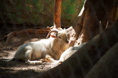 Salvamos a Benito, pero en Puebla se permite la caza deportiva