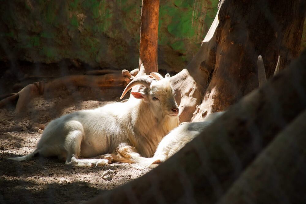 La caza deportiva está permitida en Puebla | EsImagen
