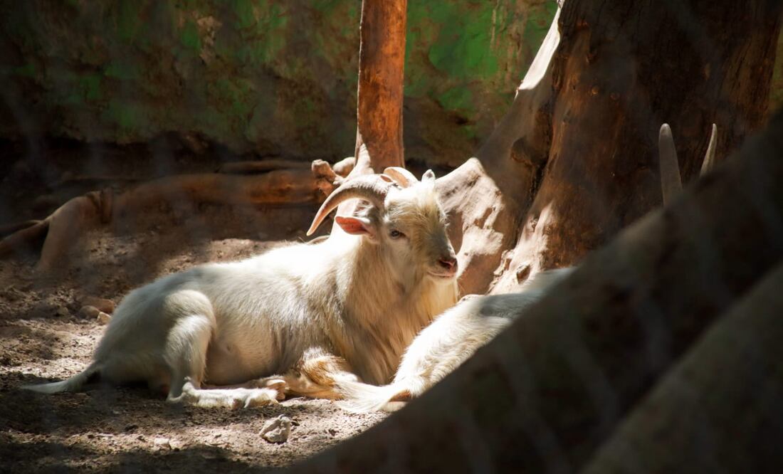 La caza deportiva está permitida en Puebla | EsImagen