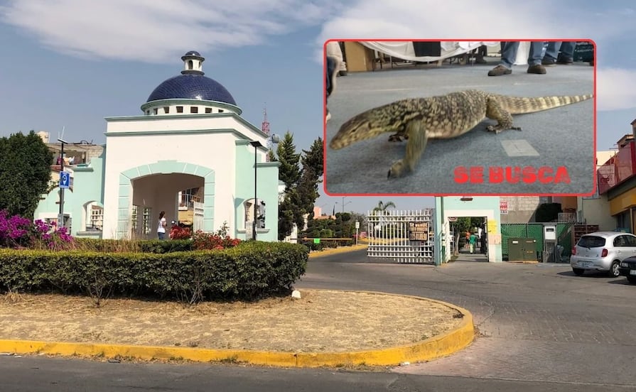 Extravían a cría de varano en Hacienda Santa Clara y vecinos tienen miedo