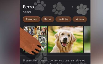 Perro/Gato ¿qué sucede si buscas estas palabras en Google?
