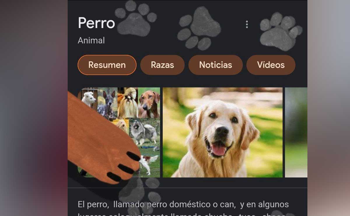 Perro/Gato ¿qué sucede si buscas estas palabras en Google?