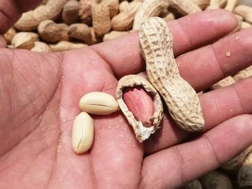 ​Puebla, cuarto lugar nacional en producción de cacahuate