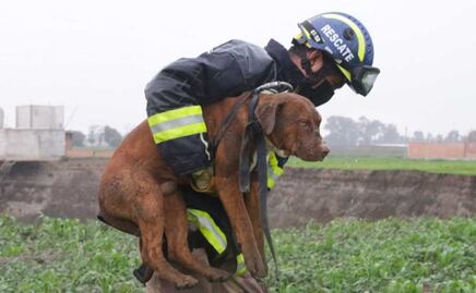 Día del Perro: conoce a los más famosos en Puebla