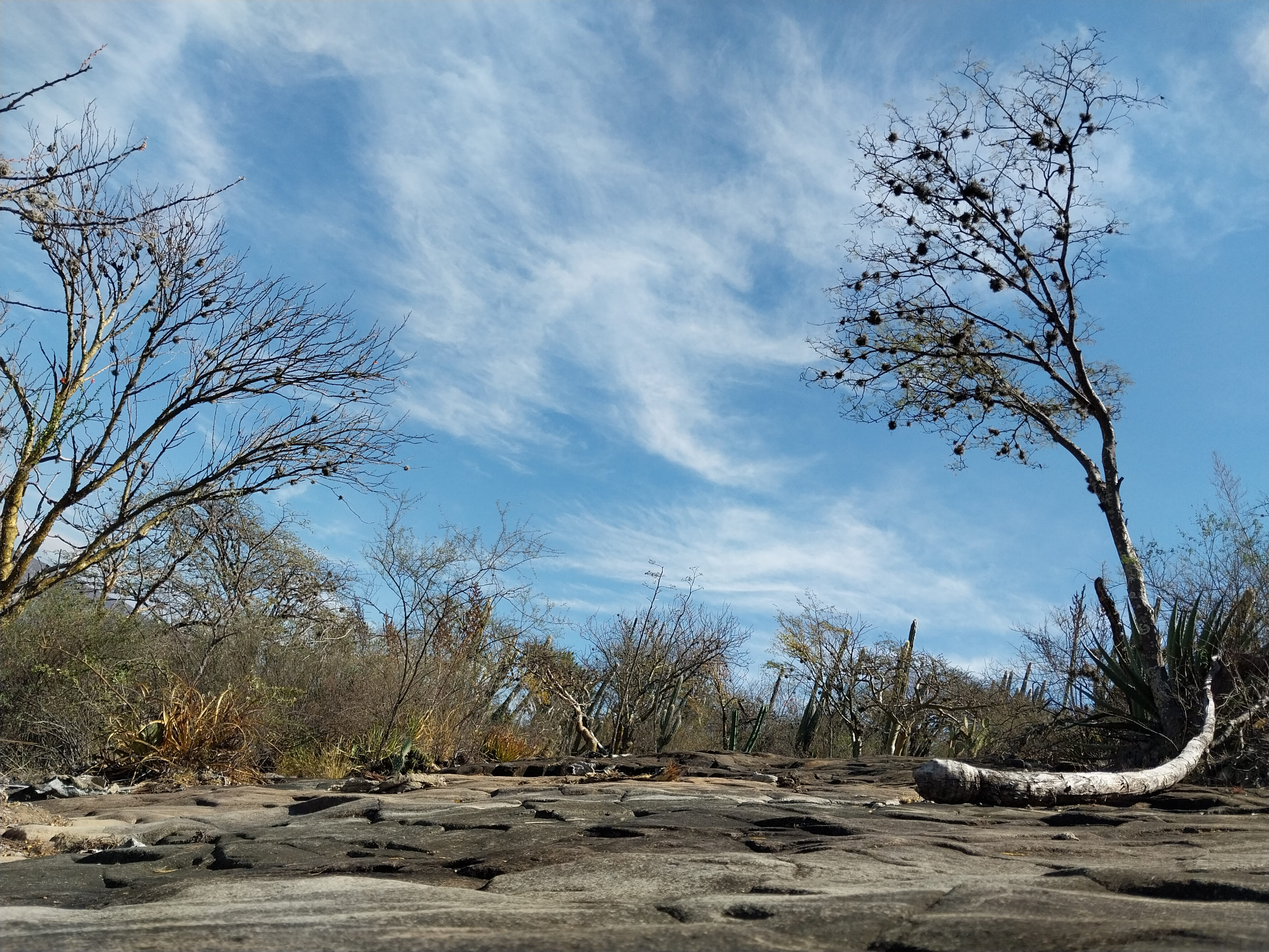 La Reserva de la Biosfera Tehuacán-Cuicatlán es única en México | Foto: EsImagen