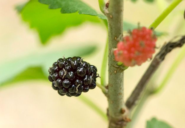 La Morera Negra: Una planta medicinal para el bienestar general. Fuente: Freepik.