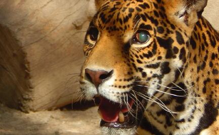 Guardianes Salvajes. ¿Cómo ayudar a los felinos rescatados del maltrato en el Ajusco?