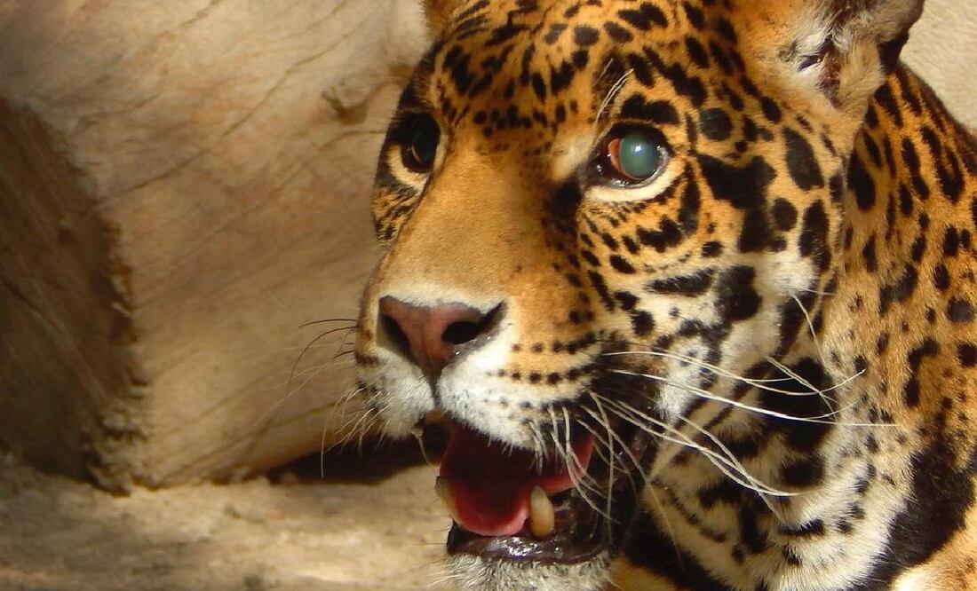 Los felinos fueron trasladados al parque de conservación animal ubicado en Valsequillo. Foto: Africam Safari