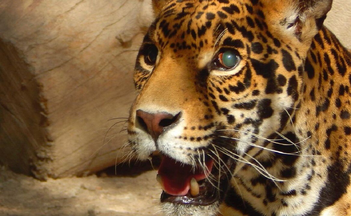 Guardianes Salvajes. ¿Cómo ayudar a los felinos rescatados del maltrato en el Ajusco?