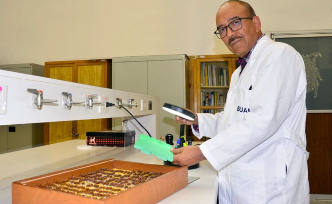 El estudio es realizado por Gonzalo Yanes Gómez, investigador de la Facultad de Ciencias Biológicas de la BUAP. | Foto: BUAP