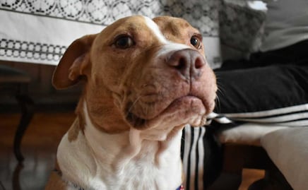 Día del Perro Callejero. La triste situación de muchos animalitos en Puebla