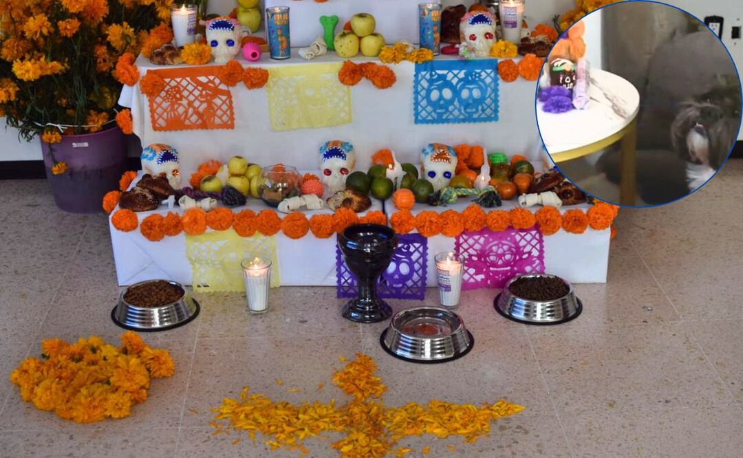 La ofrenda para las mascotas se coloca en el altar de Día de Muertos el 27 de octubre de cada año I Foto EsImagen