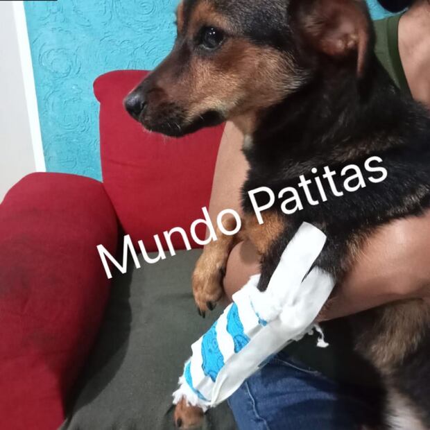 El presunto agresor de la perrita Enedina en Huejotzingo podría pasar hasta 4 años en prisión | ESPECIALES