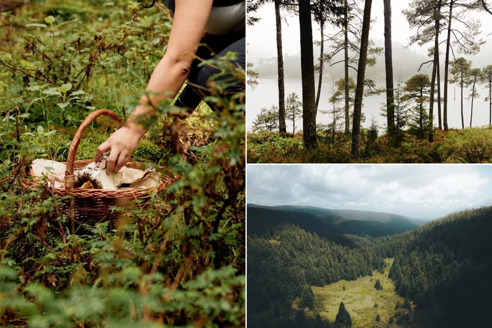 La niebla y los altos árboles del llamado “bosque de Narnia” crean un paisaje sacado de una película fantástica | Foto: Voortus