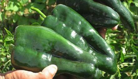 Los 5 tipos de chile que más consumen los poblanos