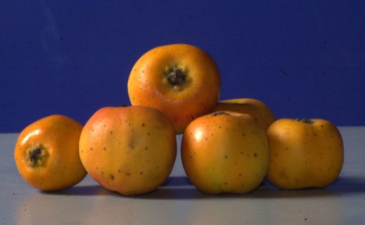 Tejocote, la fruta poblana del ponche navideño