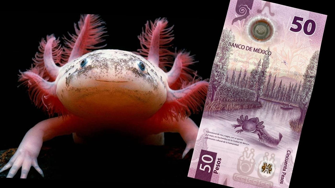 La muy triste historia de los ajolotitos del billete de 50 pesos