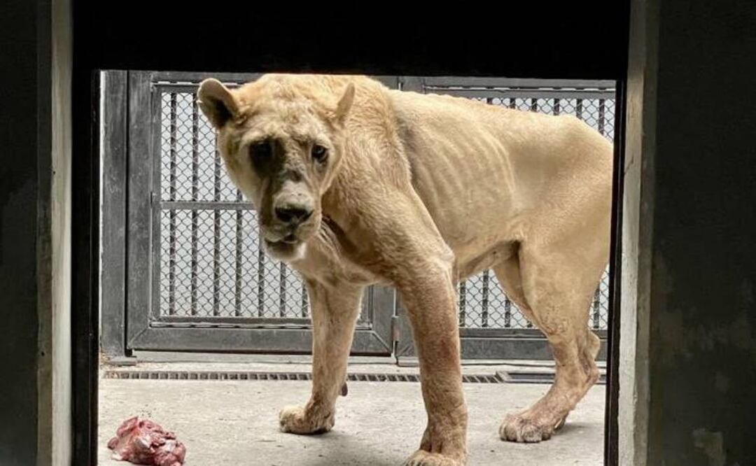 Black Jaguar-White Tiger es un santuario de felinos ubicado en CDMX. Foto: EL UNIVERSAL