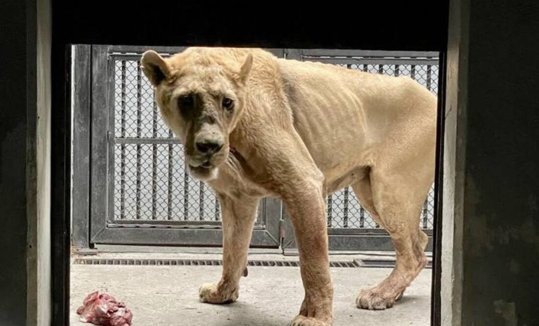 Black Jaguar-White Tiger es un santuario de felinos ubicado en CDMX. Foto: EL UNIVERSAL