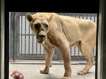 Africam Safari acude al rescate de felinos de Black Jaguar - White Tiger