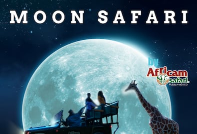 Esto verás durante el recorrido nocturno de Africam Safari