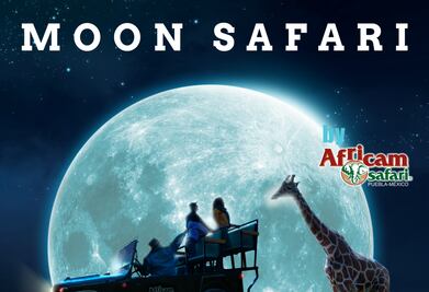 Esto verás durante el recorrido nocturno de Africam Safari